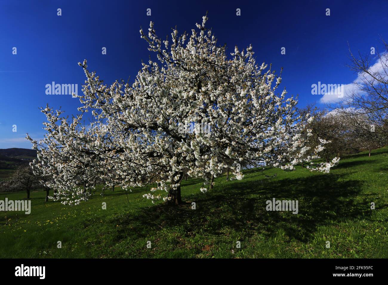 Kirschbaum mit Kirschblüte und blauen Himmel im Frühling auf den Wiesen der Walberla Stock Photo