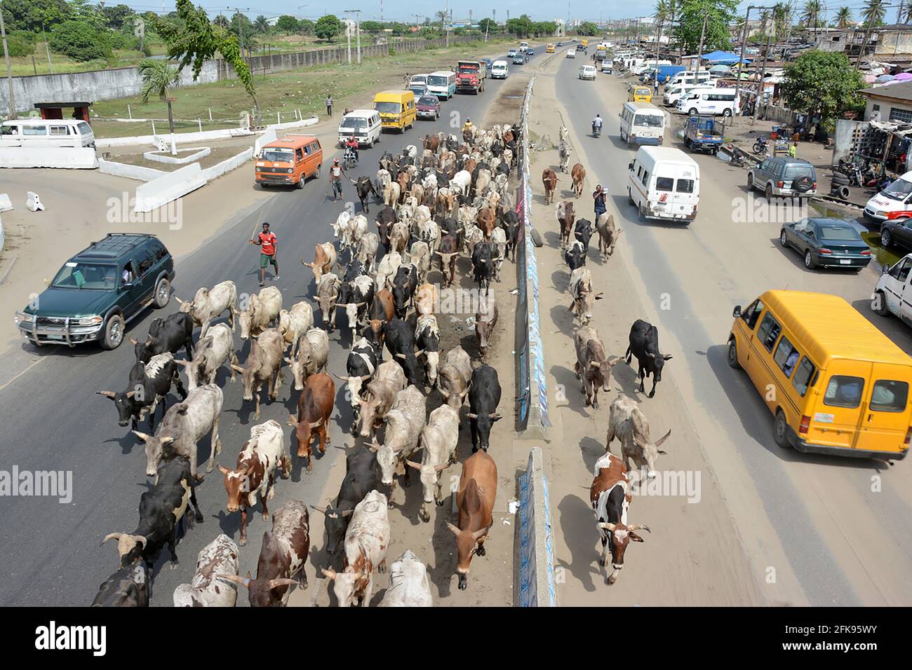Herders grazing cattle along Badagry-Mile 2 Express Road, Lagos Nigeria. Stock Photo