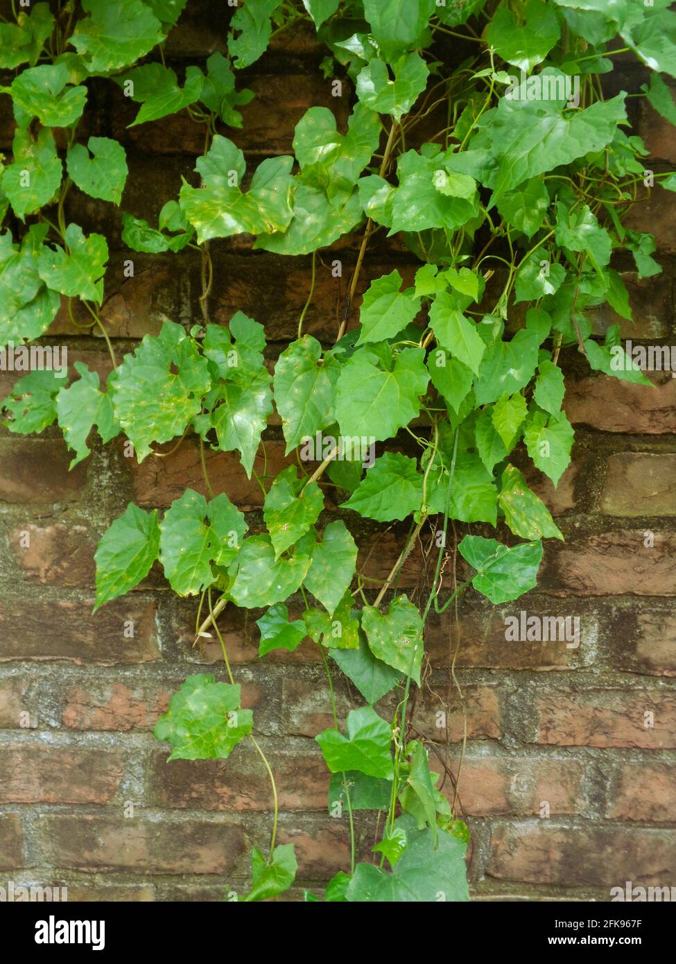 armani Lota, Mikania micrantha Kunth, Bittervine, Germani Lota. Brick walls are covered with leaves. Stock Photo