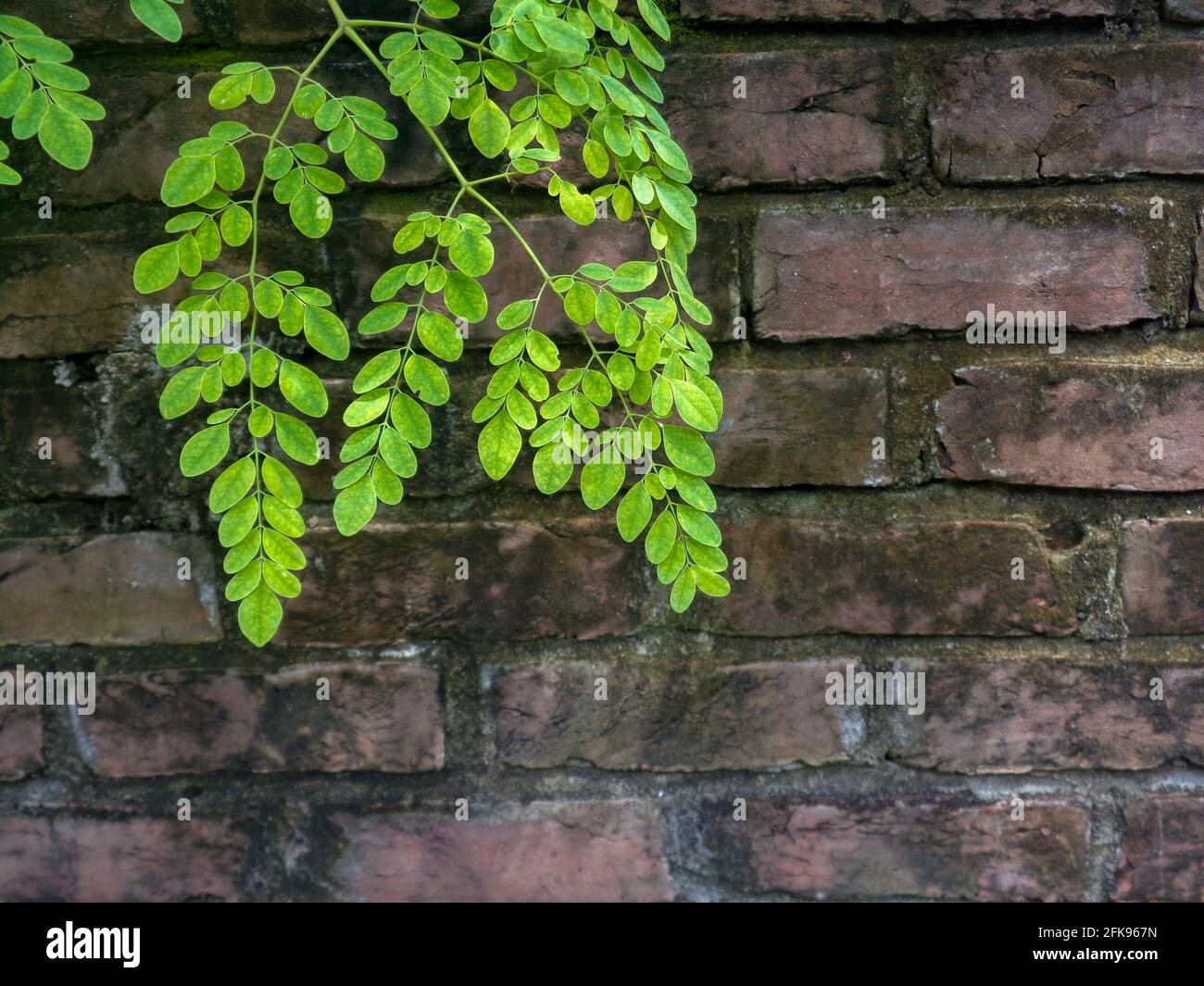 Natural Moringa leaves Green Background. Stock Photo