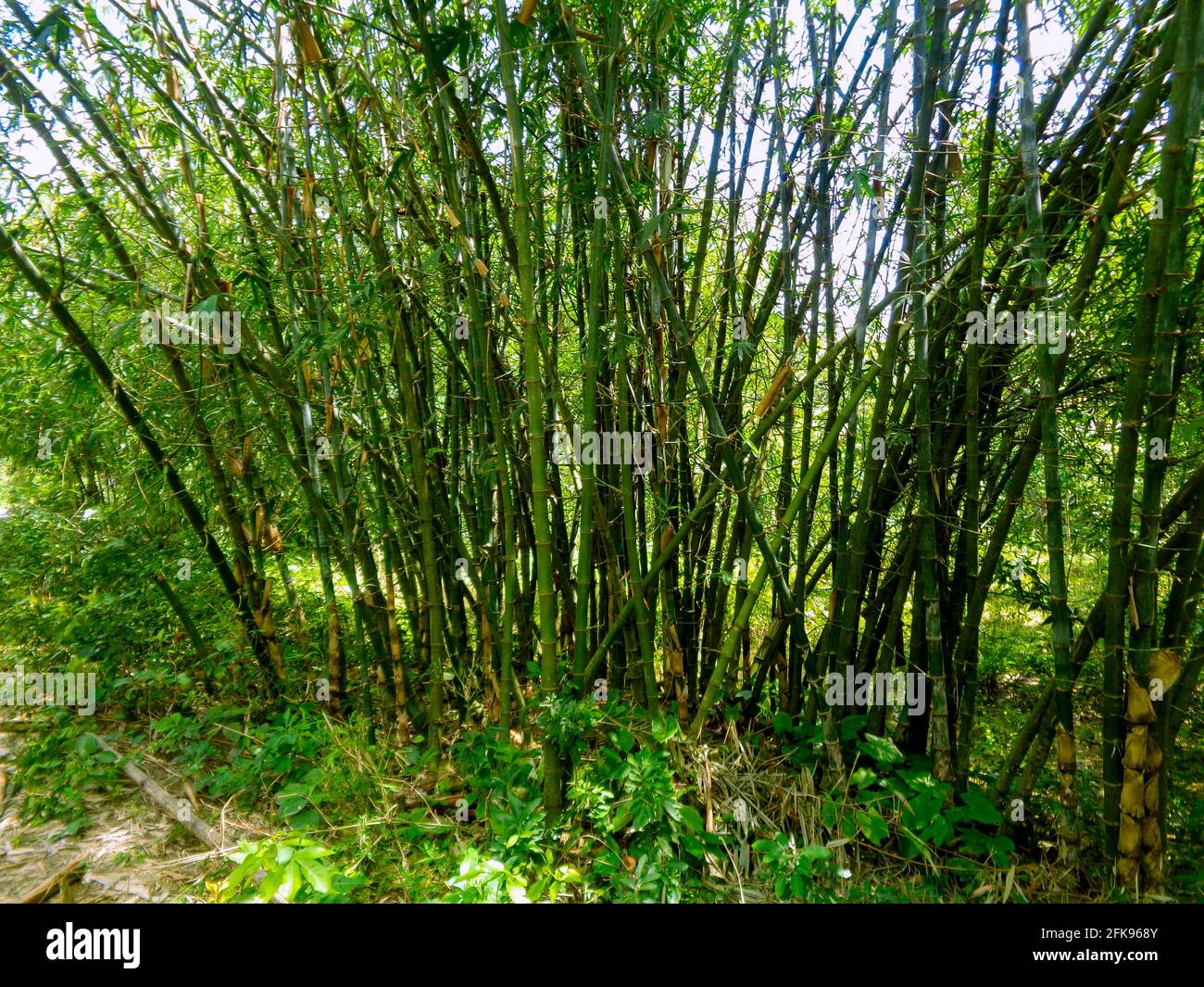 Bamboo bushes of Bangladesh. Stock Photo