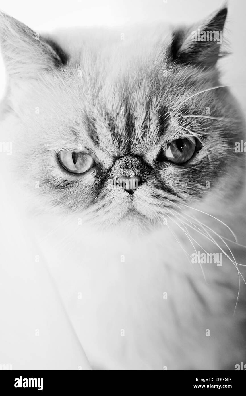close-up portrait of a cat. black and white image Stock Photo - Alamy