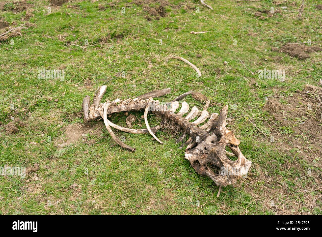 Dead cow skeleton in green meadow Stock Photo