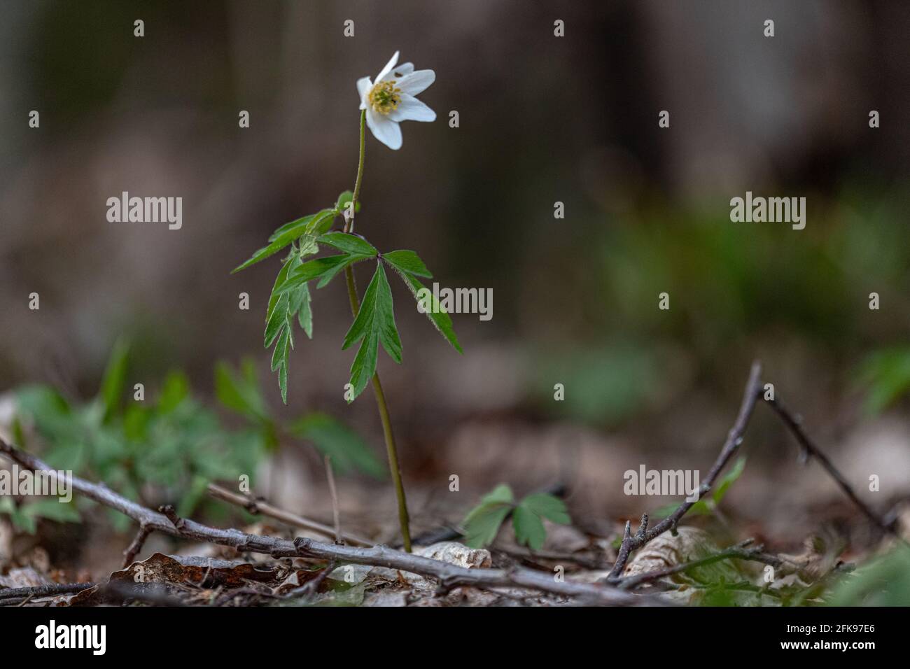 Beautiful white wood anemone flowers on a forest ground Stock Photo Alamy
