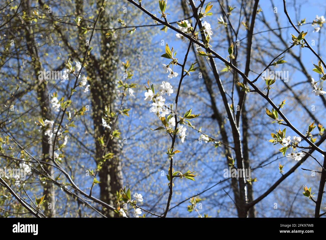 white blooming cherry tree Stock Photo