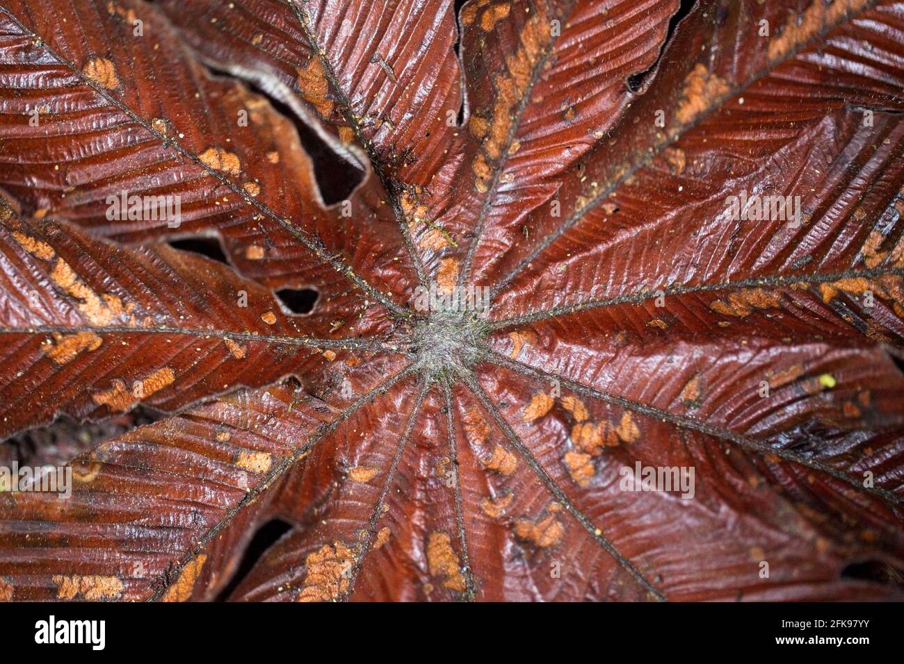 Macro shot of patterns and lines in nature, Costa Rica. Stock Photo