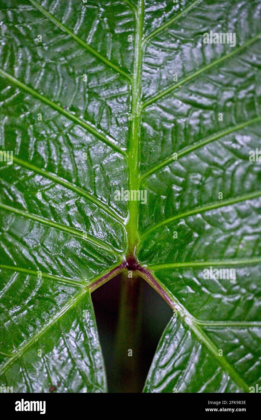 Macro shot of lines and patterns in nature, Costa Rica. Stock Photo