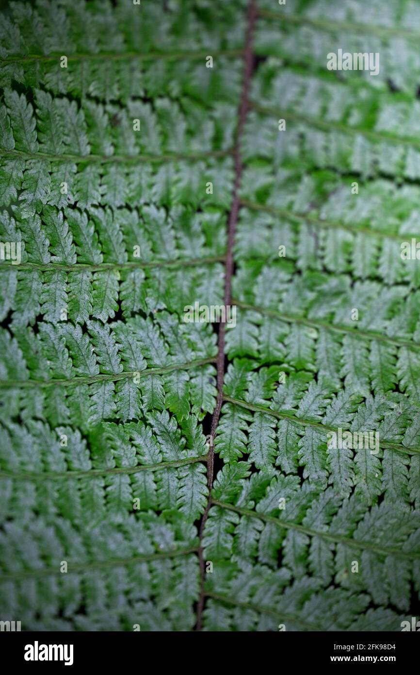 Patterns of plants in nature, Costa Rica. Stock Photo