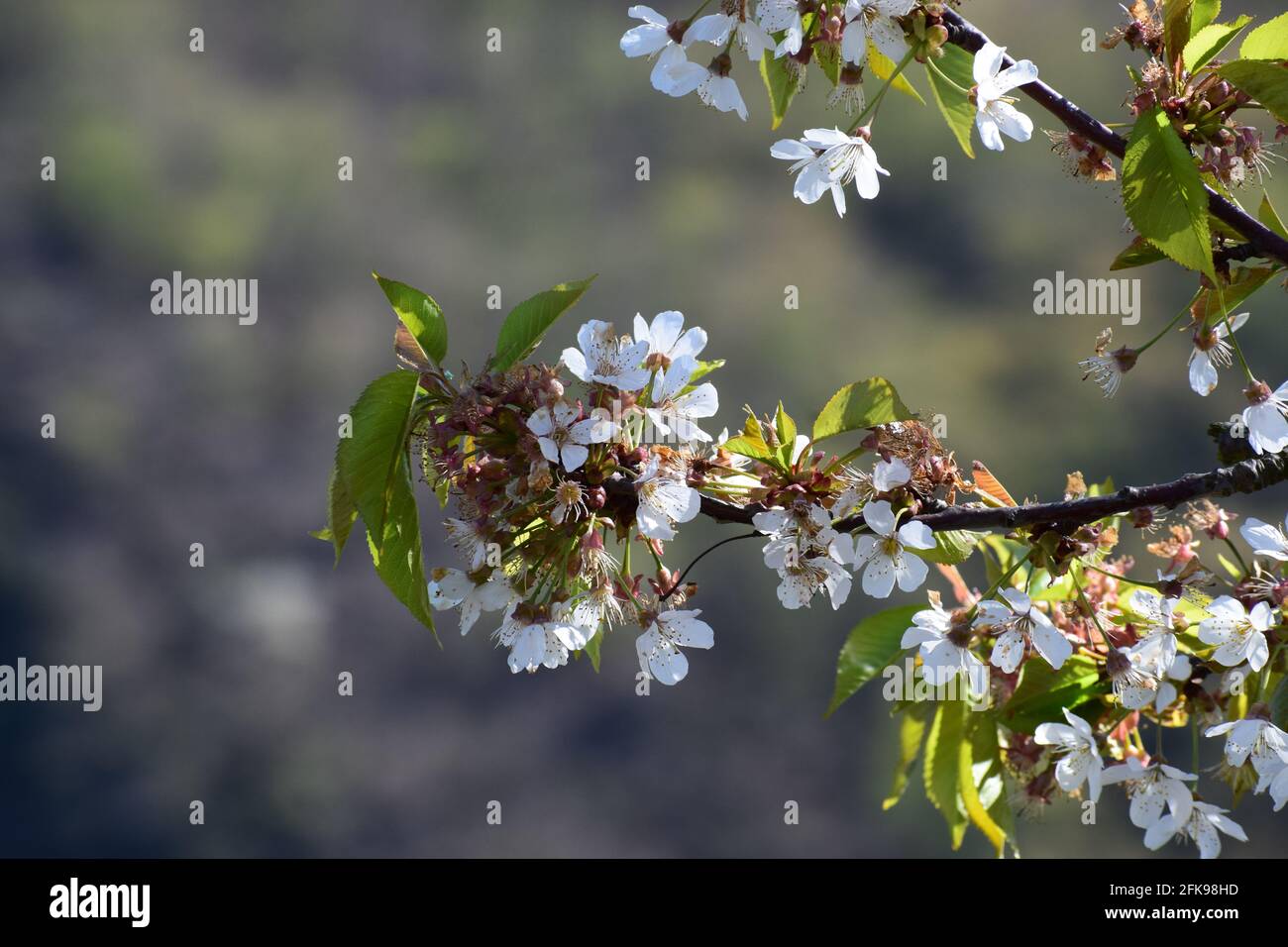 white blooming cherry tree Stock Photo