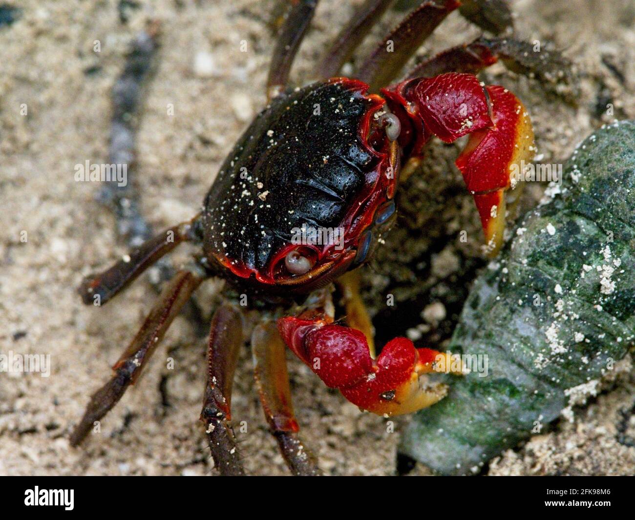 Animals with red claws hi-res stock photography and images - Alamy