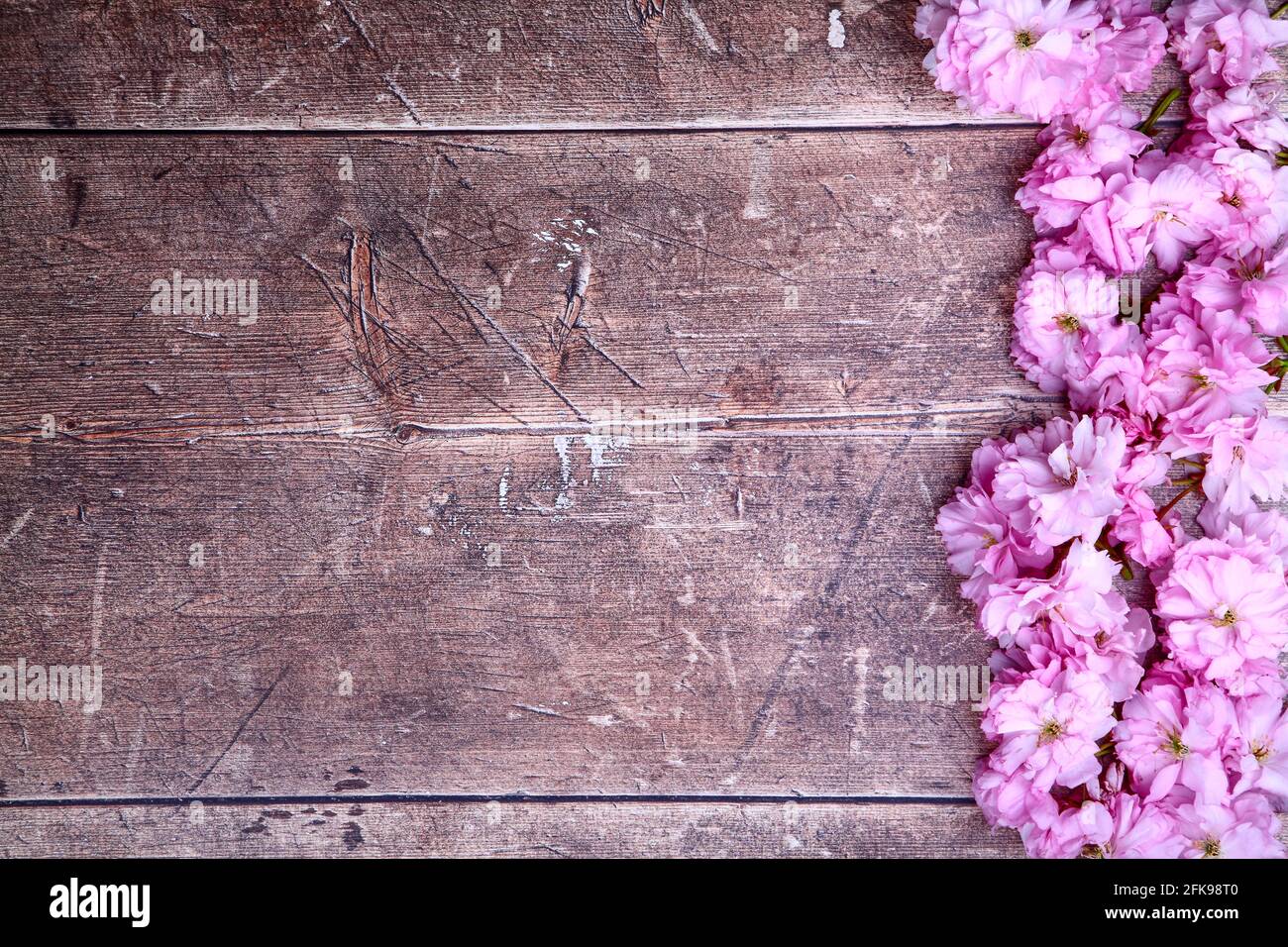 Ornamental pink cherry tree blossom background on a rustic wooden table top with space for copy Stock Photo