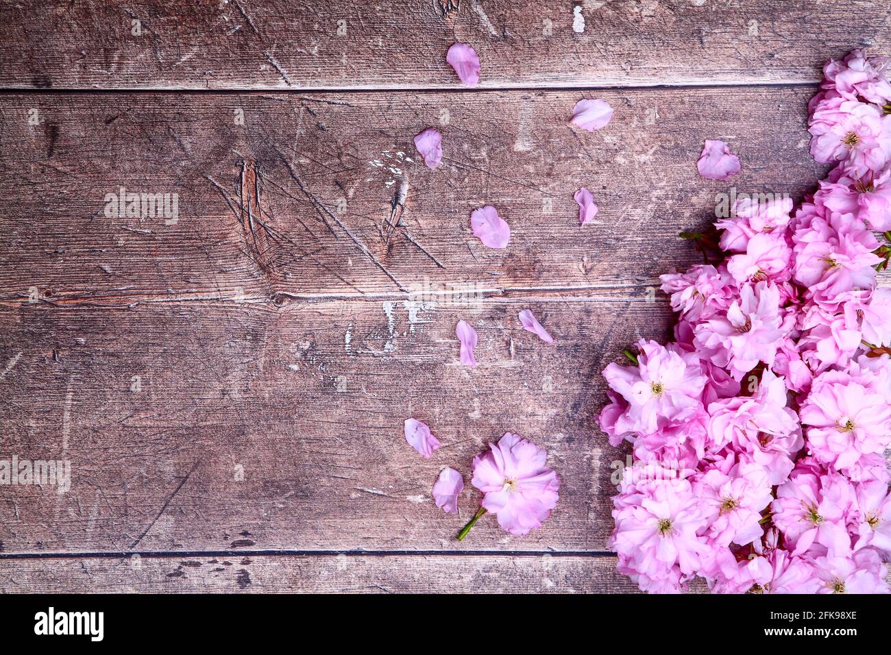 Ornamental pink cherry tree blossom background on a rustic wooden table top with space for copy Stock Photo