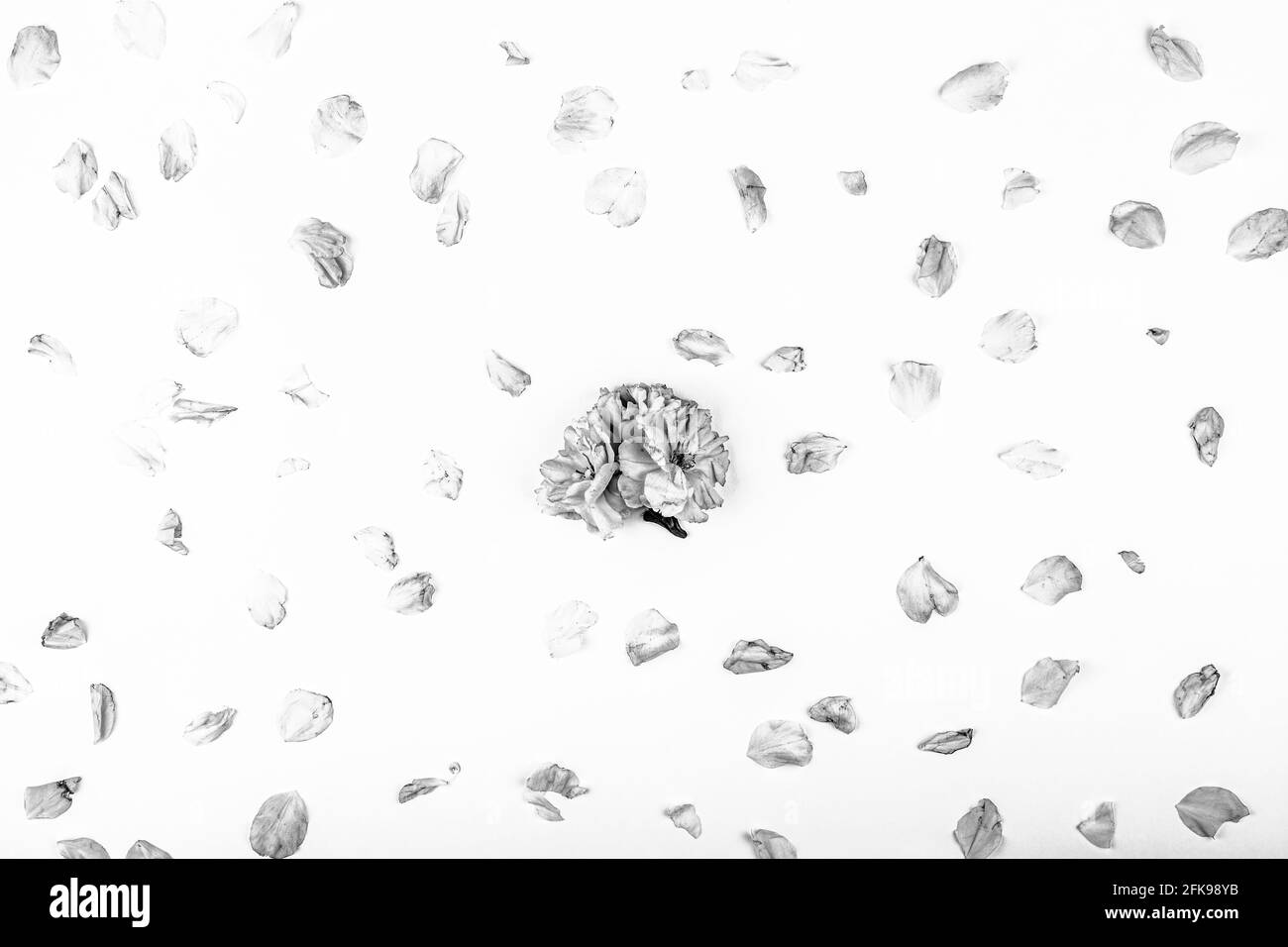 Cherry blossom petals Black and White Stock Photos & Images - Alamy