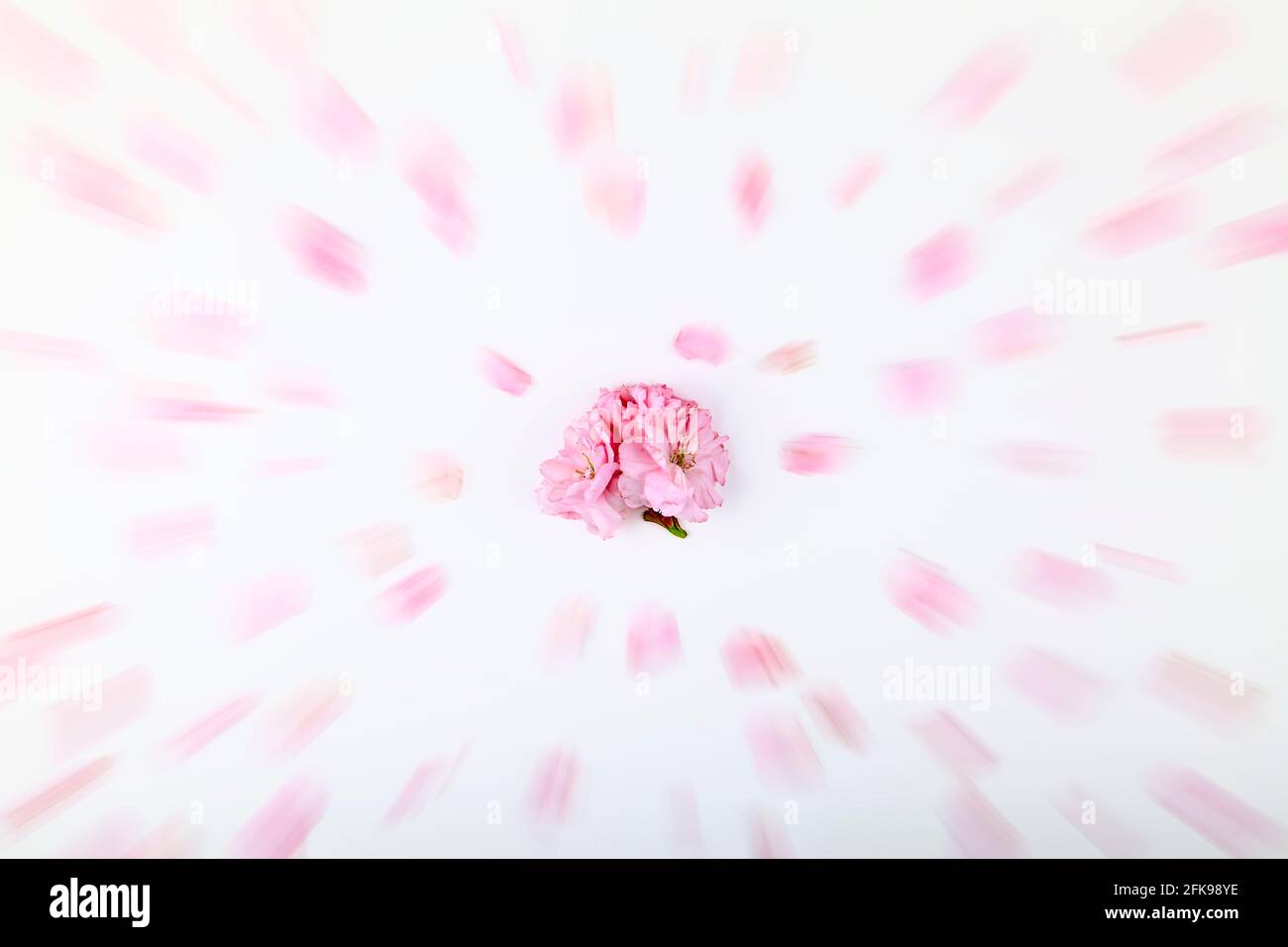 Ornamental pink cherry tree blossom on a white background with a zoom burst filter applied Stock Photo