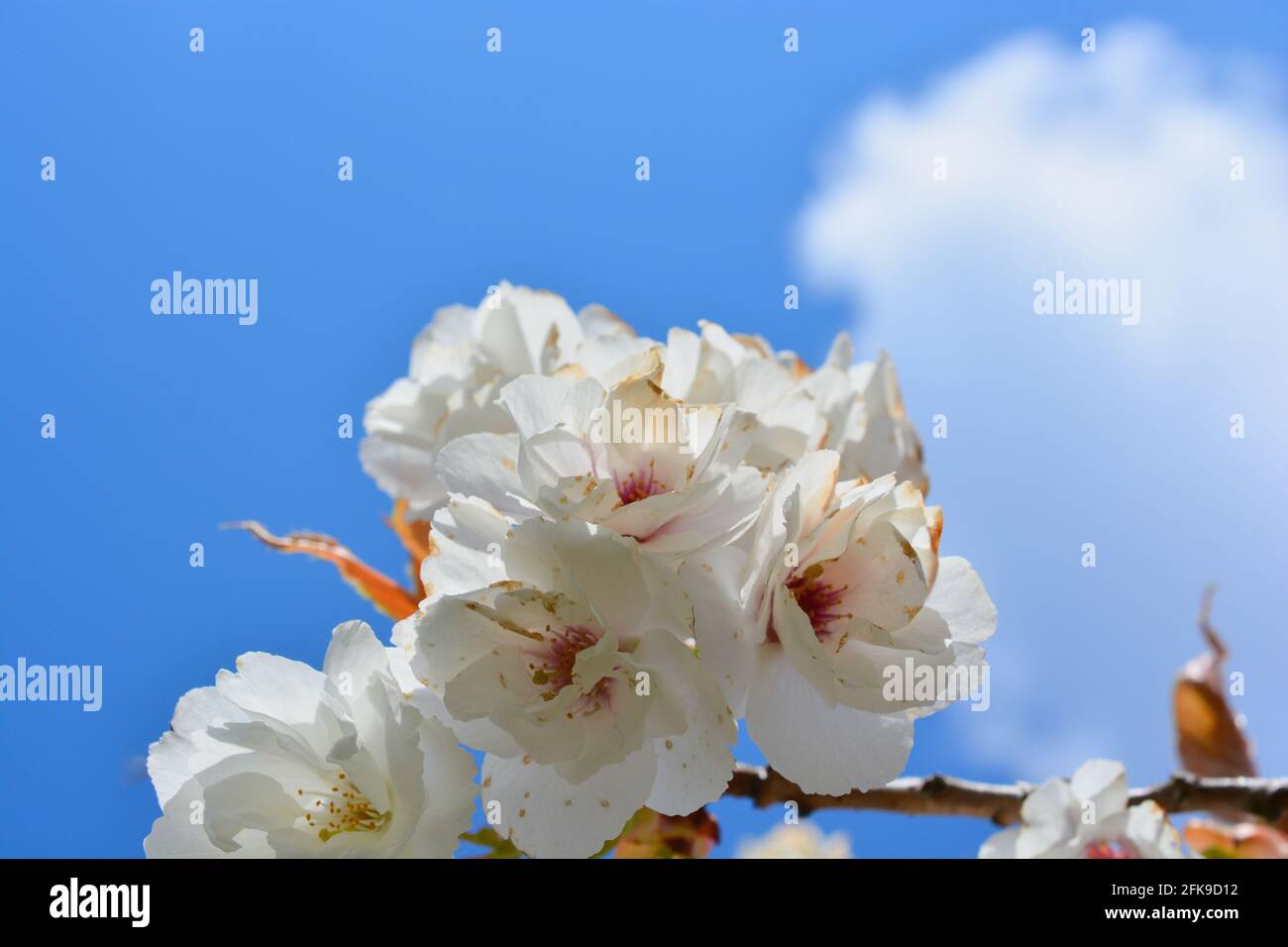 White blossom against a deep blue sky. Spring blossom in abundance on this sunny spring afternoon in April. Stock Photo