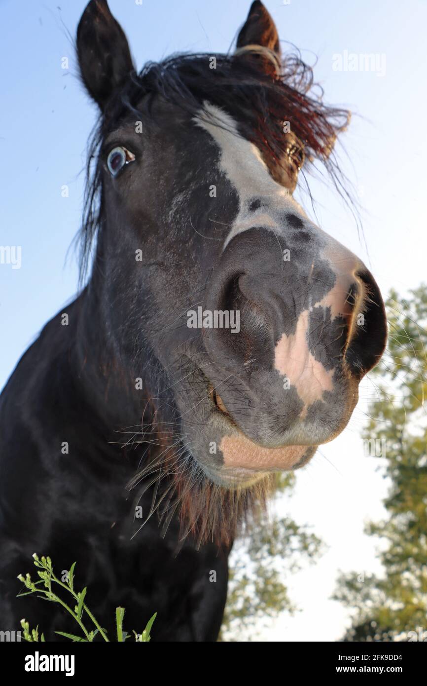 Lustiges Pferd, funny horse Stock Photo