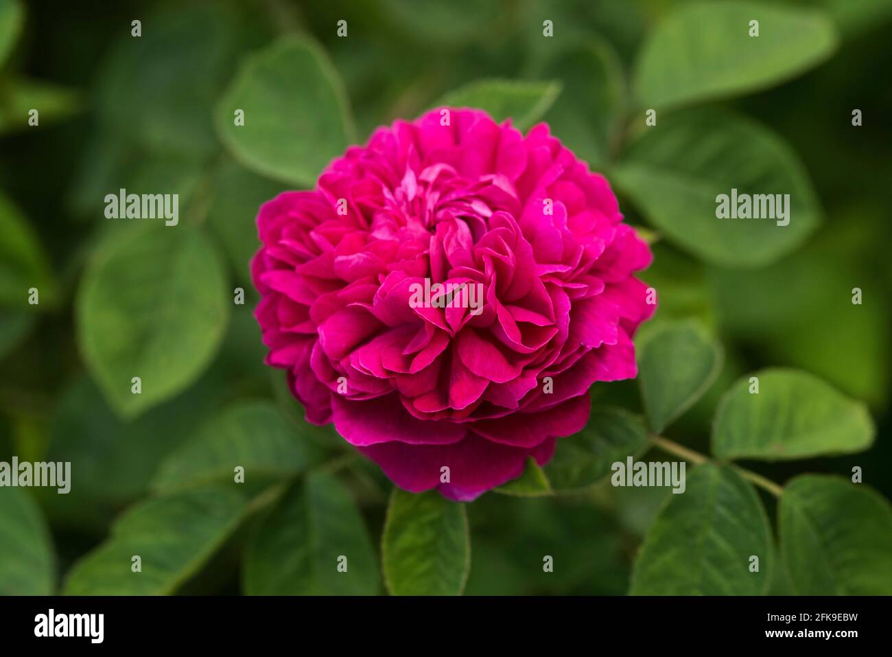 Light pink ruffles hi-res stock photography and images - Alamy