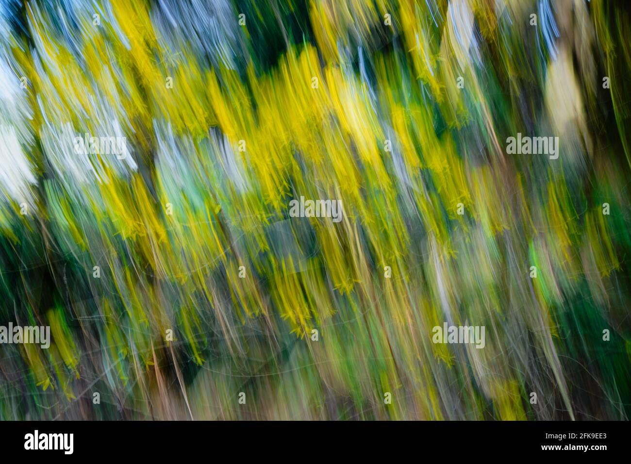 Yellow star trails slicing diagonally across the image are created with ICM (Intentional Camera Movement) from forsythia flowers in a forested area Stock Photo