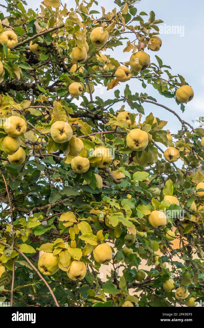 Quince fruit tree hires stock photography and images Alamy