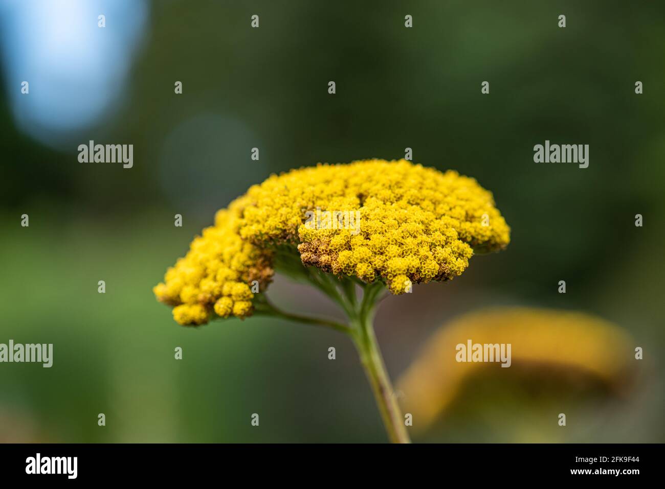 Flowers of a Achillea filipendulina, parker's variety Stock Photo