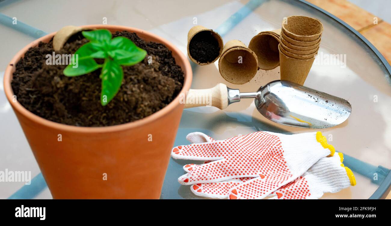 small potted basil plant on the table with work gloves, gardening shovel and organic pots top view Stock Photo