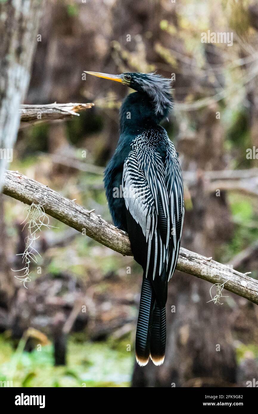 Snake neck hi-res stock photography and images - Alamy