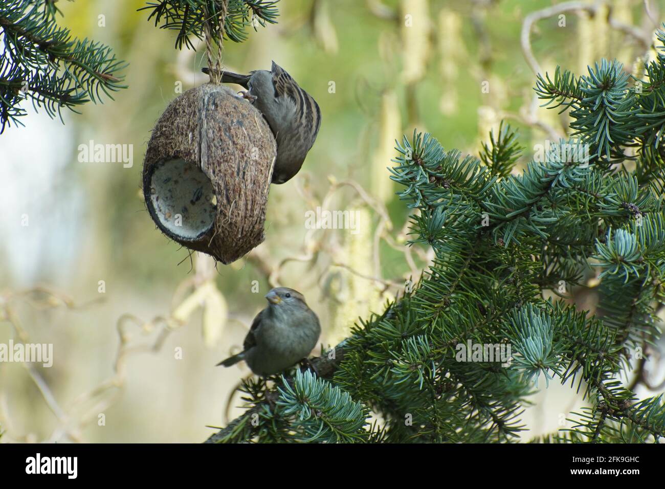 Two sparrows eating coconut in early springtime Birds feeding. Stock Photo