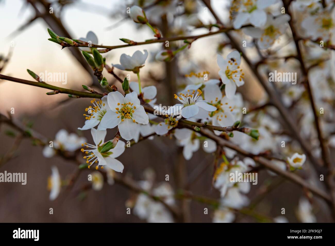 Good smells hi-res stock photography and images - Alamy
