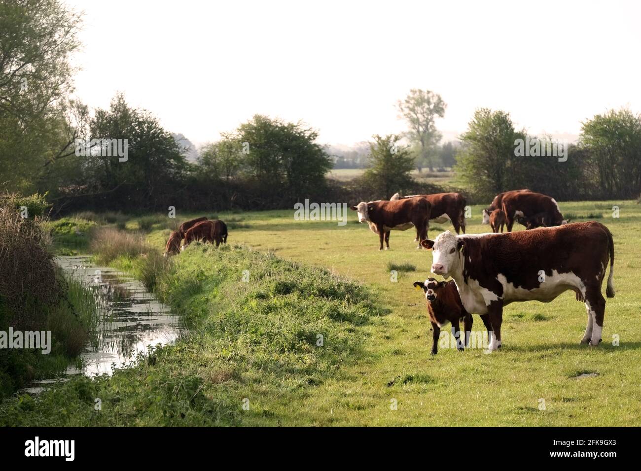 April 2021 - Cows and young on pasture in rural Somerset, England, UK Stock Photo