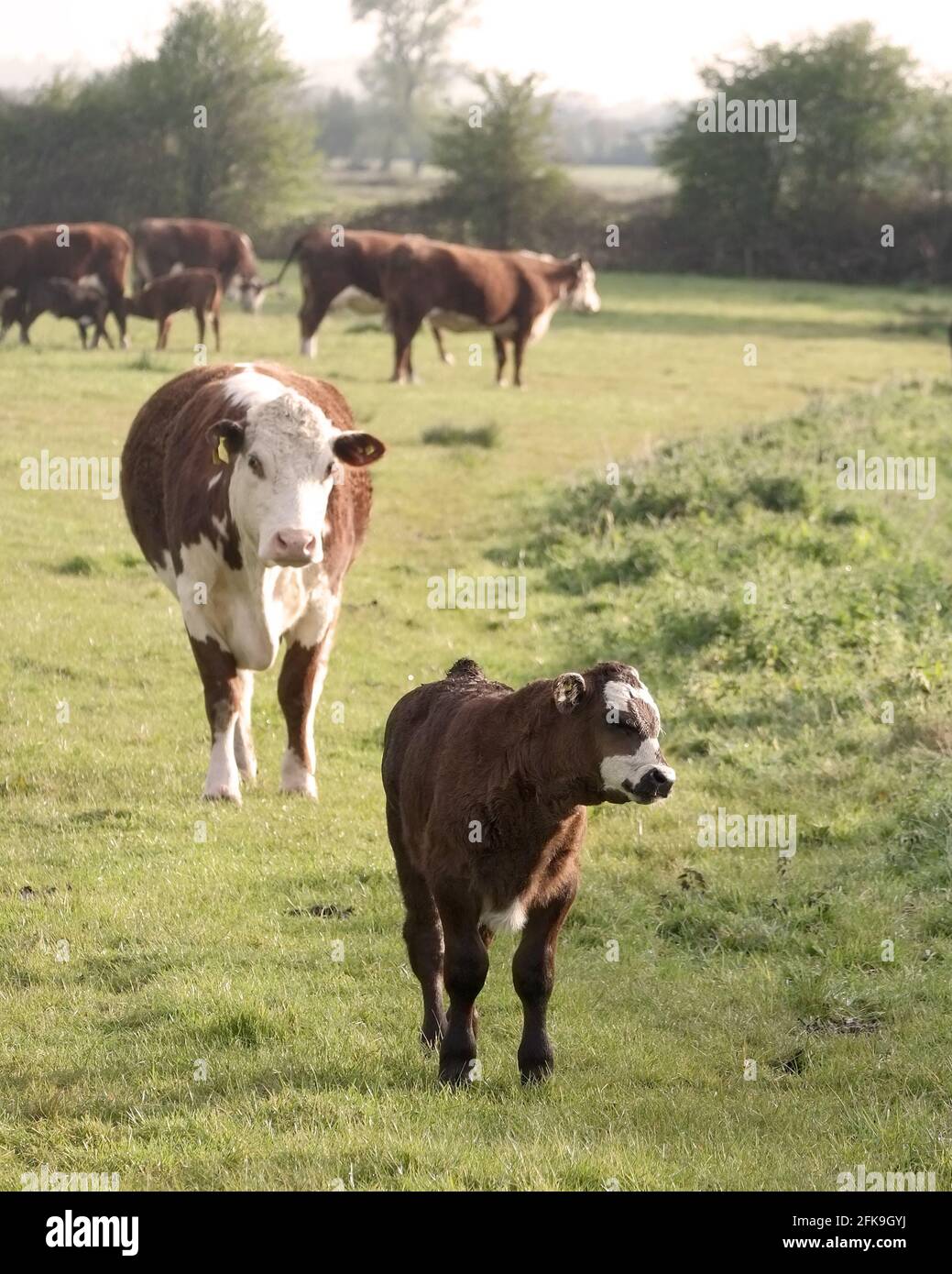 April 2021 - Cows and young on pasture in rural Somerset, England, UK Stock Photo