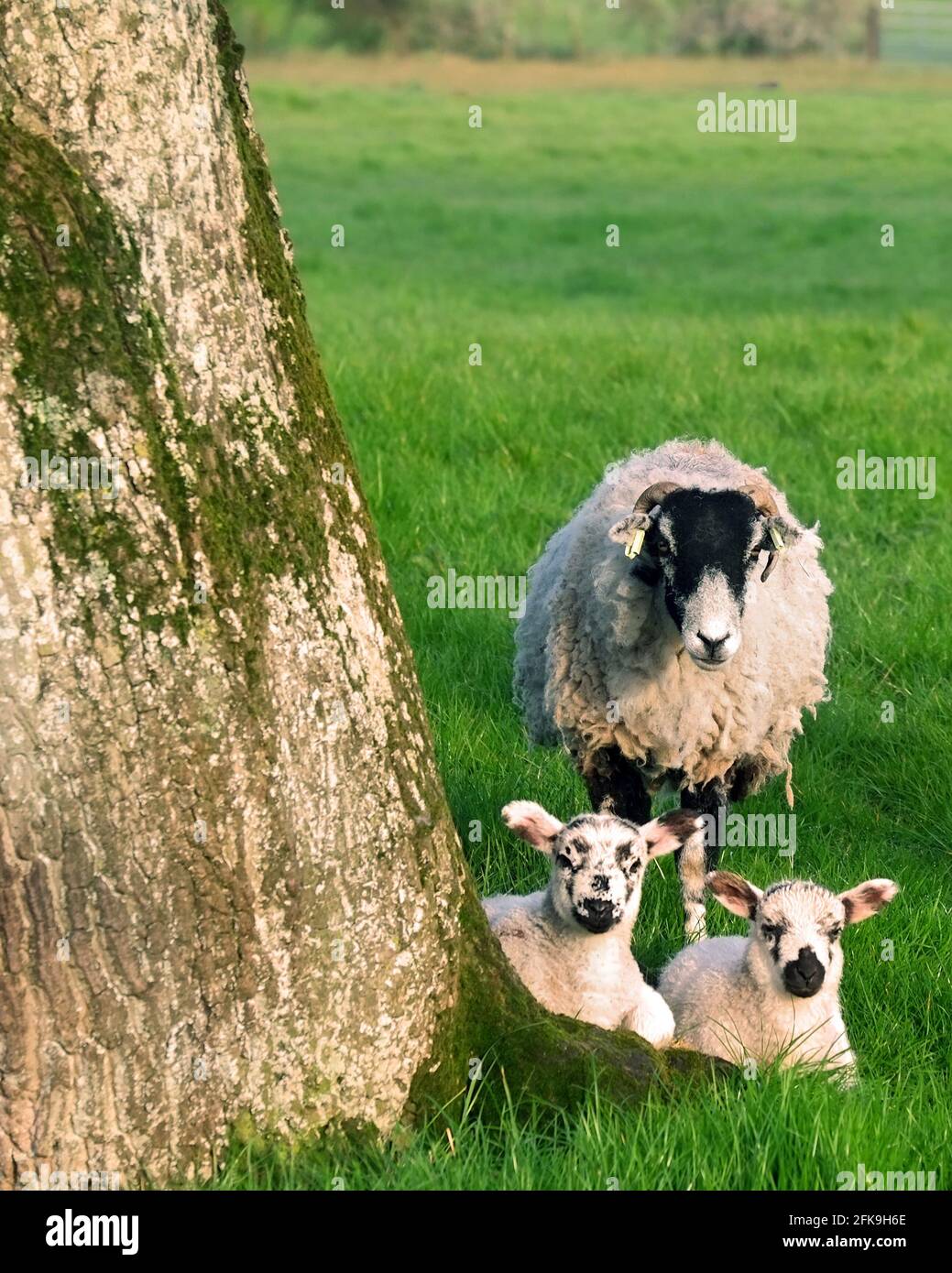 April 2021 - Sheep and young on pasture in rural Somerset, England, UK Stock Photo