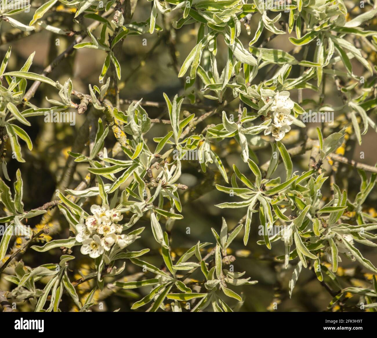 Pyrus Salicifolia Pendula Stock Photo - Alamy