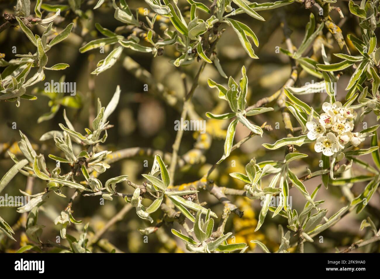 Weidenblaettrige Birne Pyrus salicifolia Pendula Stock Photo - Alamy