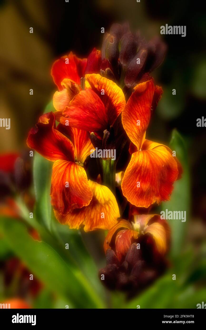 Macro photograph of wallflower (Erysimum) flowering with buds to come