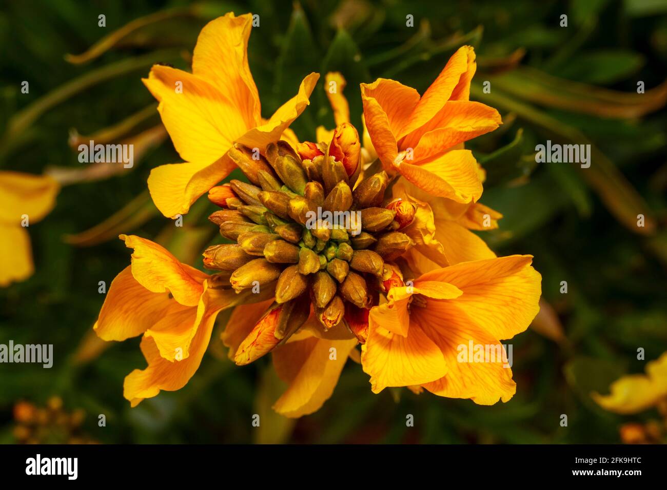 Macro photograph of wallflower (Erysimum) flowering with buds to come