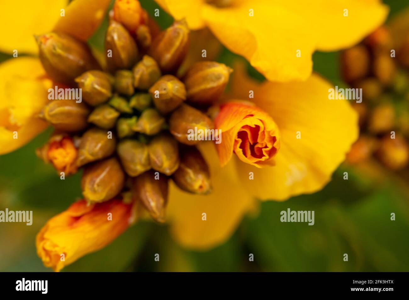 Macro photograph of wallflower (Erysimum) flowering with buds to come