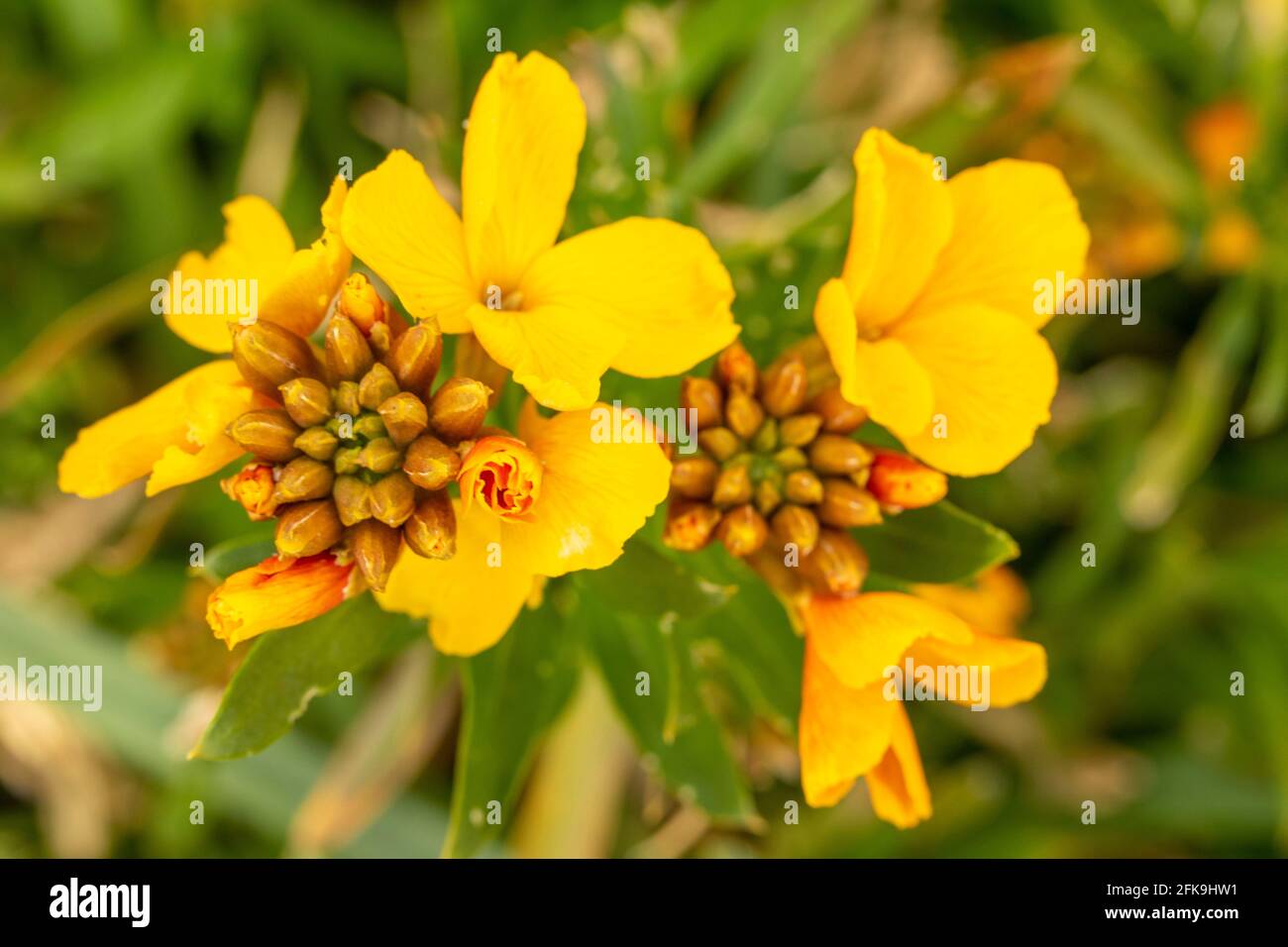 Macro photograph of wallflower (Erysimum) flowering with buds to come