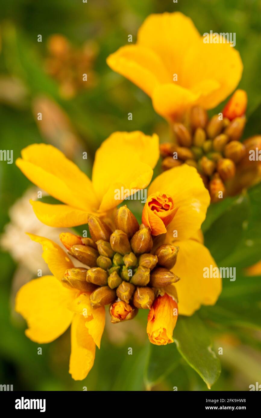 Macro photograph of wallflower (Erysimum) flowering with buds to come