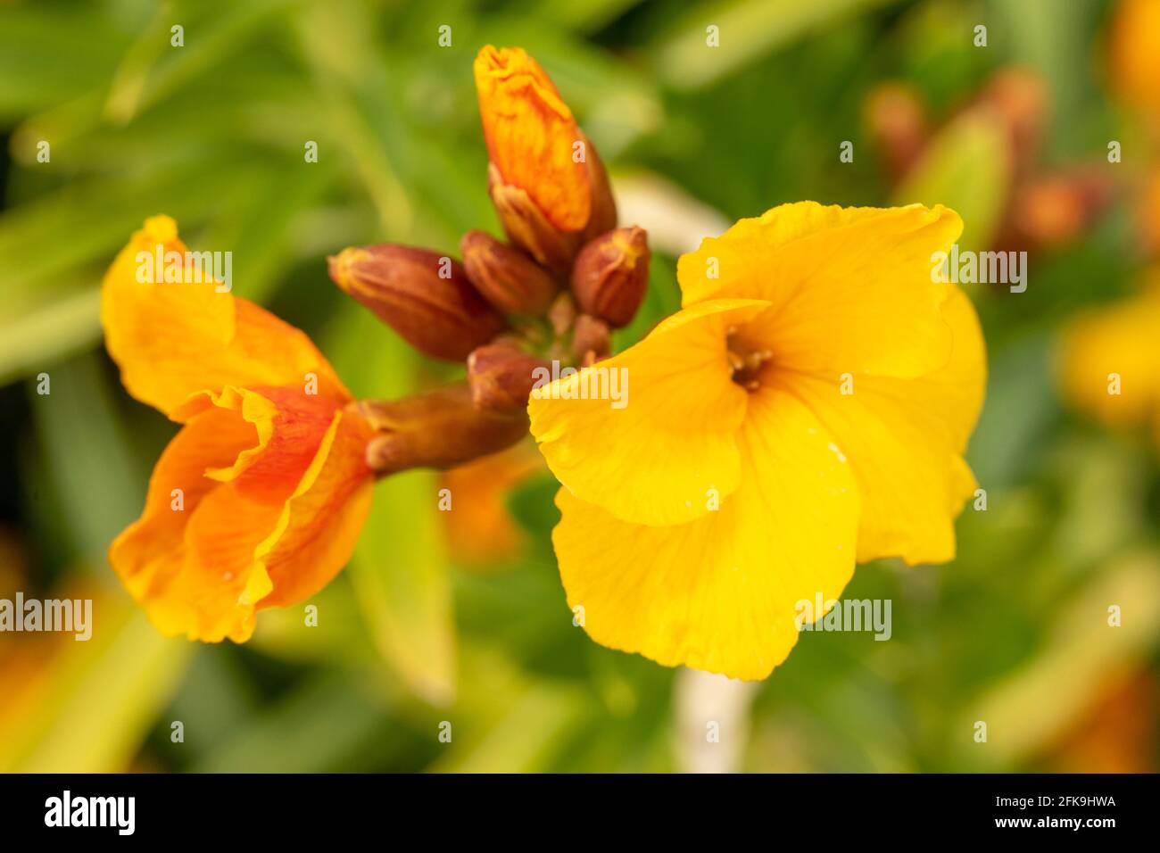 Macro photograph of wallflower (Erysimum) flowering with buds to come
