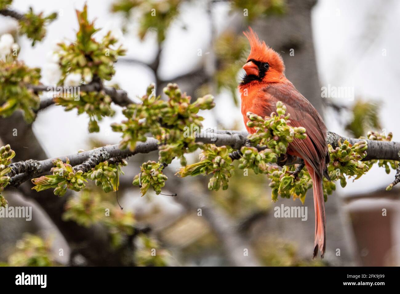 Northern Cardinal perched in a tree singing during spring late snowfall. Stock Photo