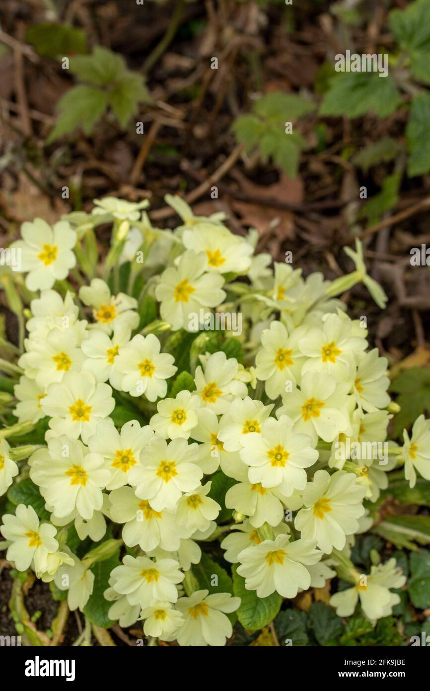 Flowering ball of Primula vulgaris, common primrose, spring flowers in England Stock Photo