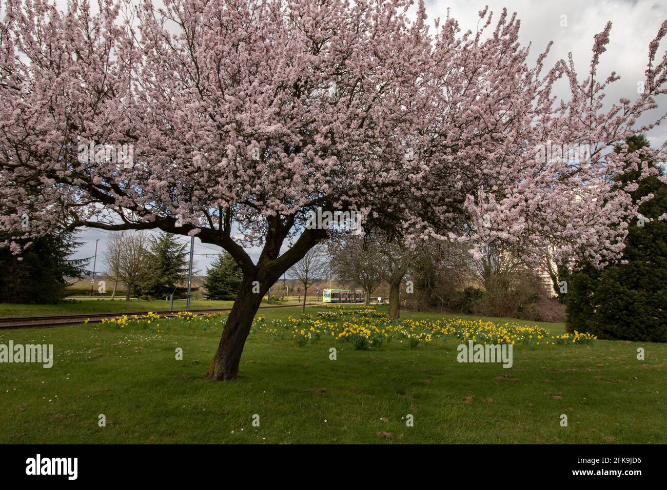 New Addington tram in springtime with ornamental cherry tree in blossom in the foreground 