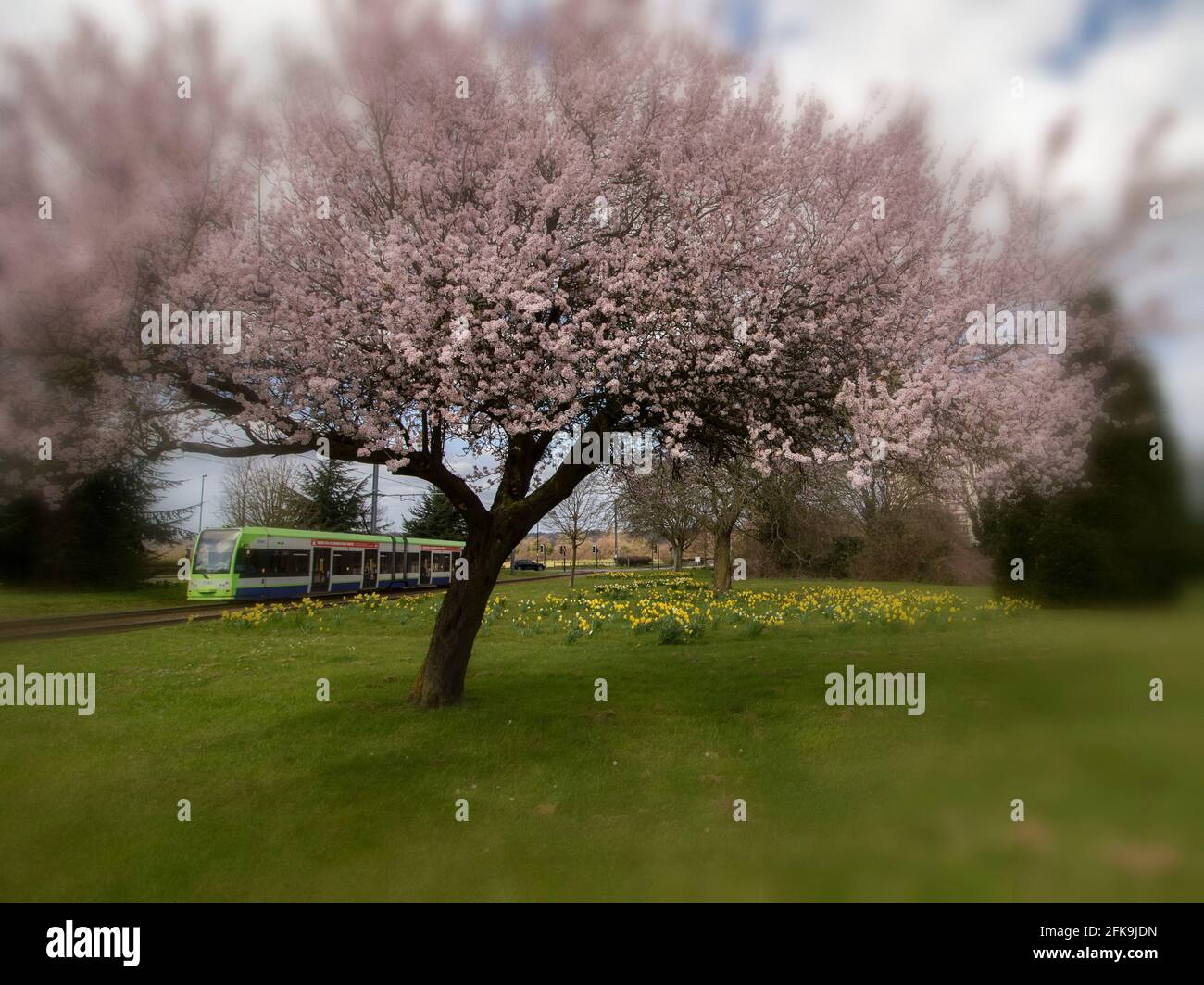 New Addington tram in springtime with ornamental cherry tree in blossom in the foreground 