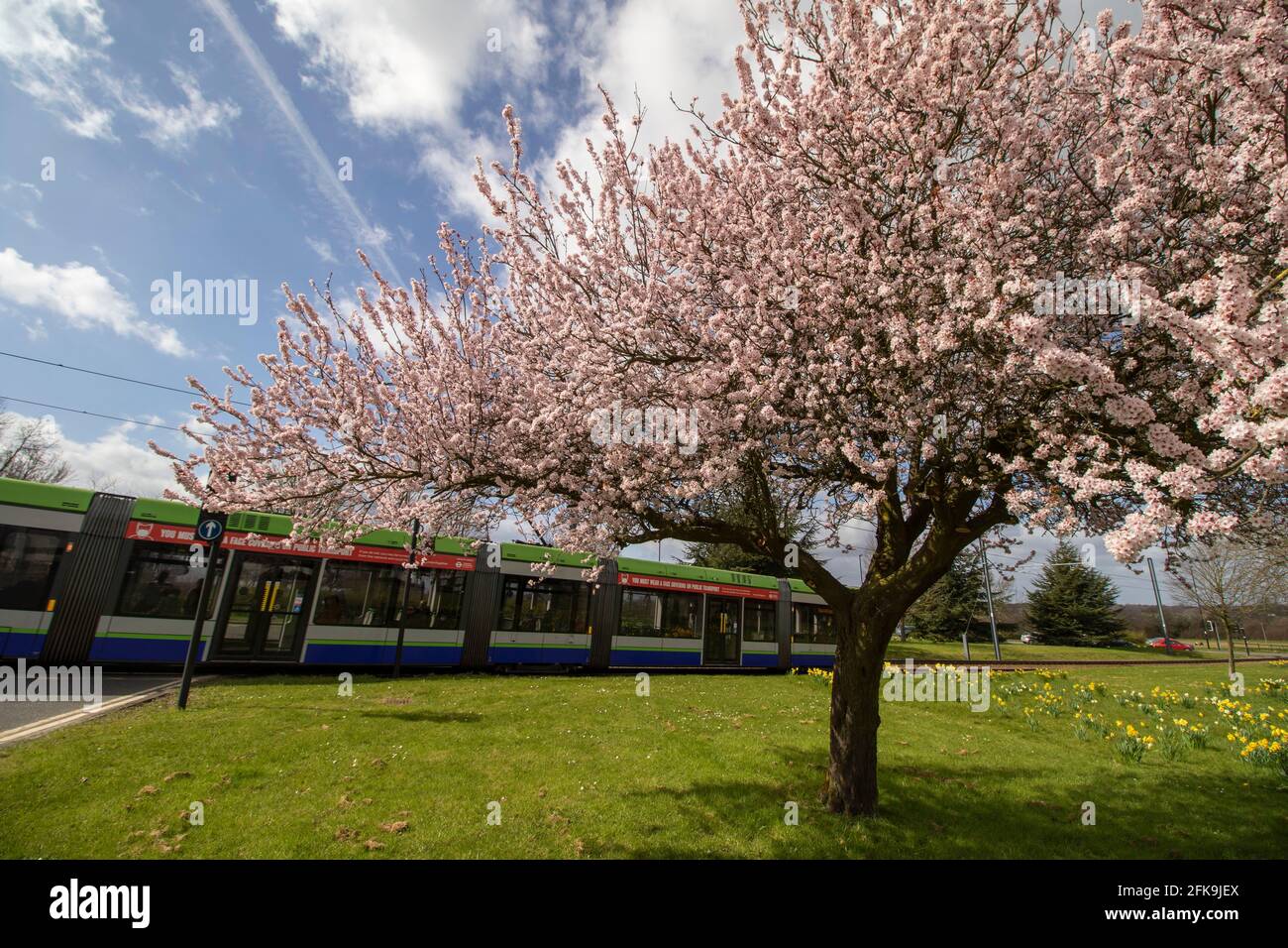 New Addington tram in springtime with ornamental cherry tree in blossom in the foreground 