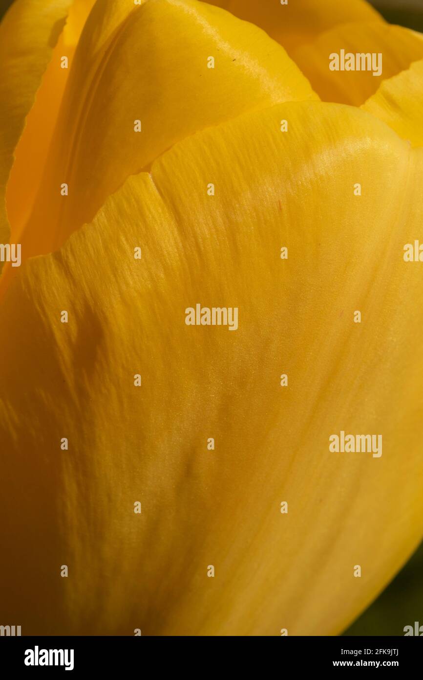 Close up yellow tulip flower Stock Photo - Alamy