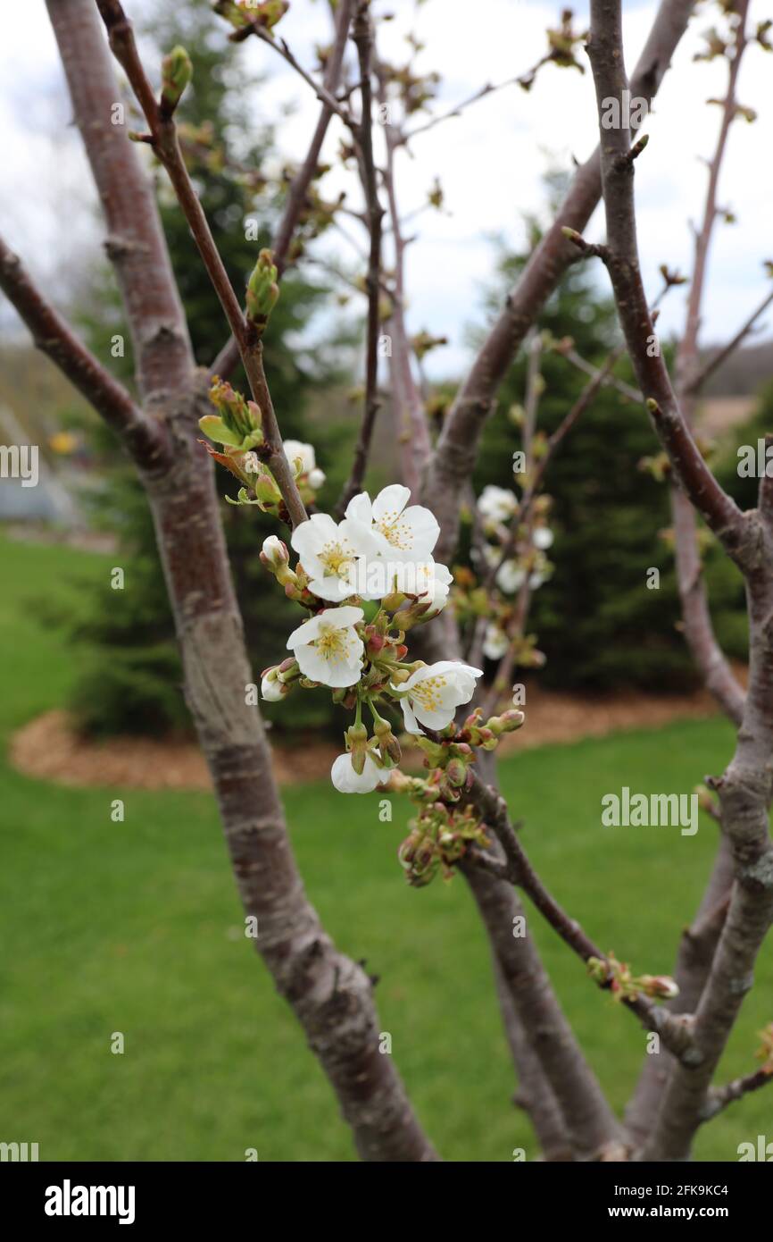 Close up of white flowers and buds on a dwarf Rainier Cherry in Wisconsin Stock Photo