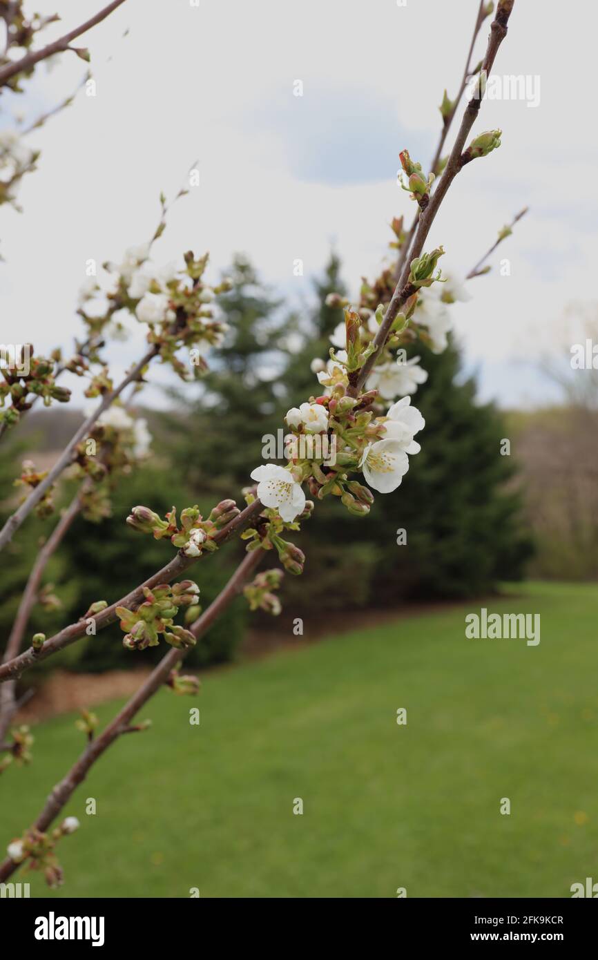 Close up of white flowers and buds on a dwarf Rainier Cherry tree ...