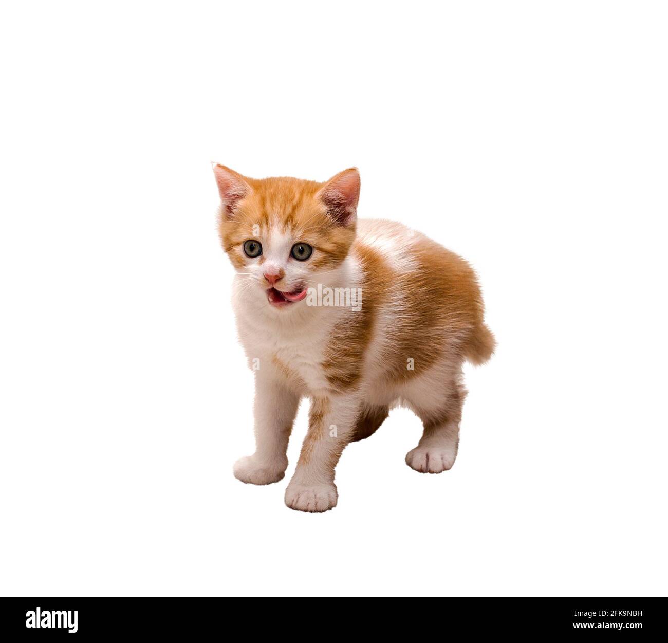 Cute little red kitten licking lips isolated on white background. Stock Photo