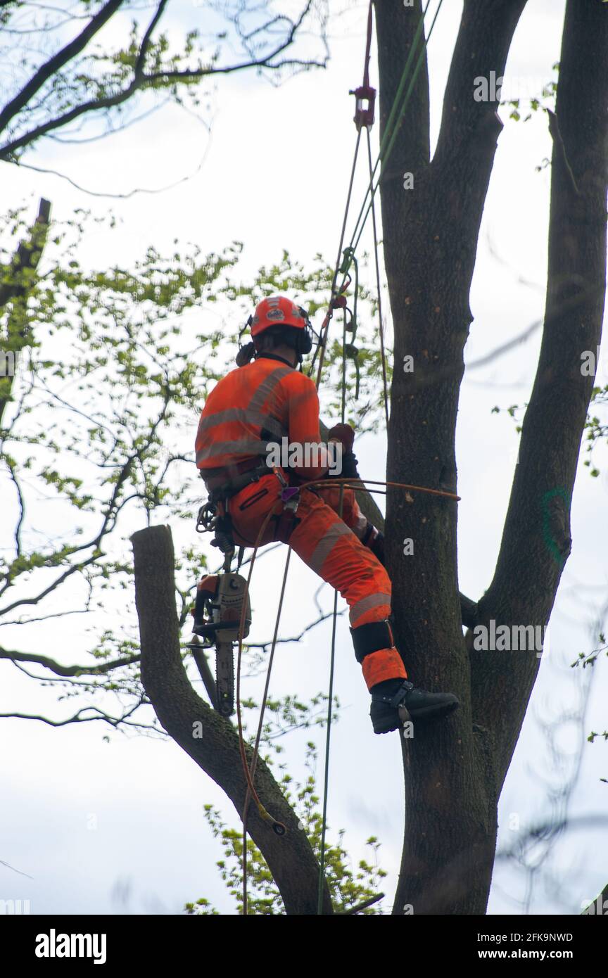 Aylesbury Vale, Buckinghamshire, UK. 29th April, 2021. A tree breathes