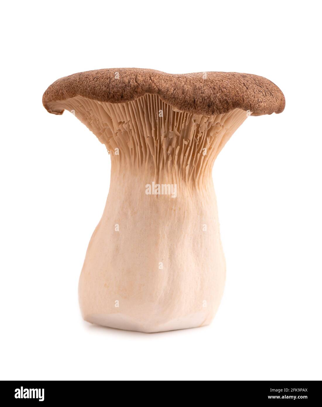 King oyster mushroom isolated on white background. Pleurotus eryngii